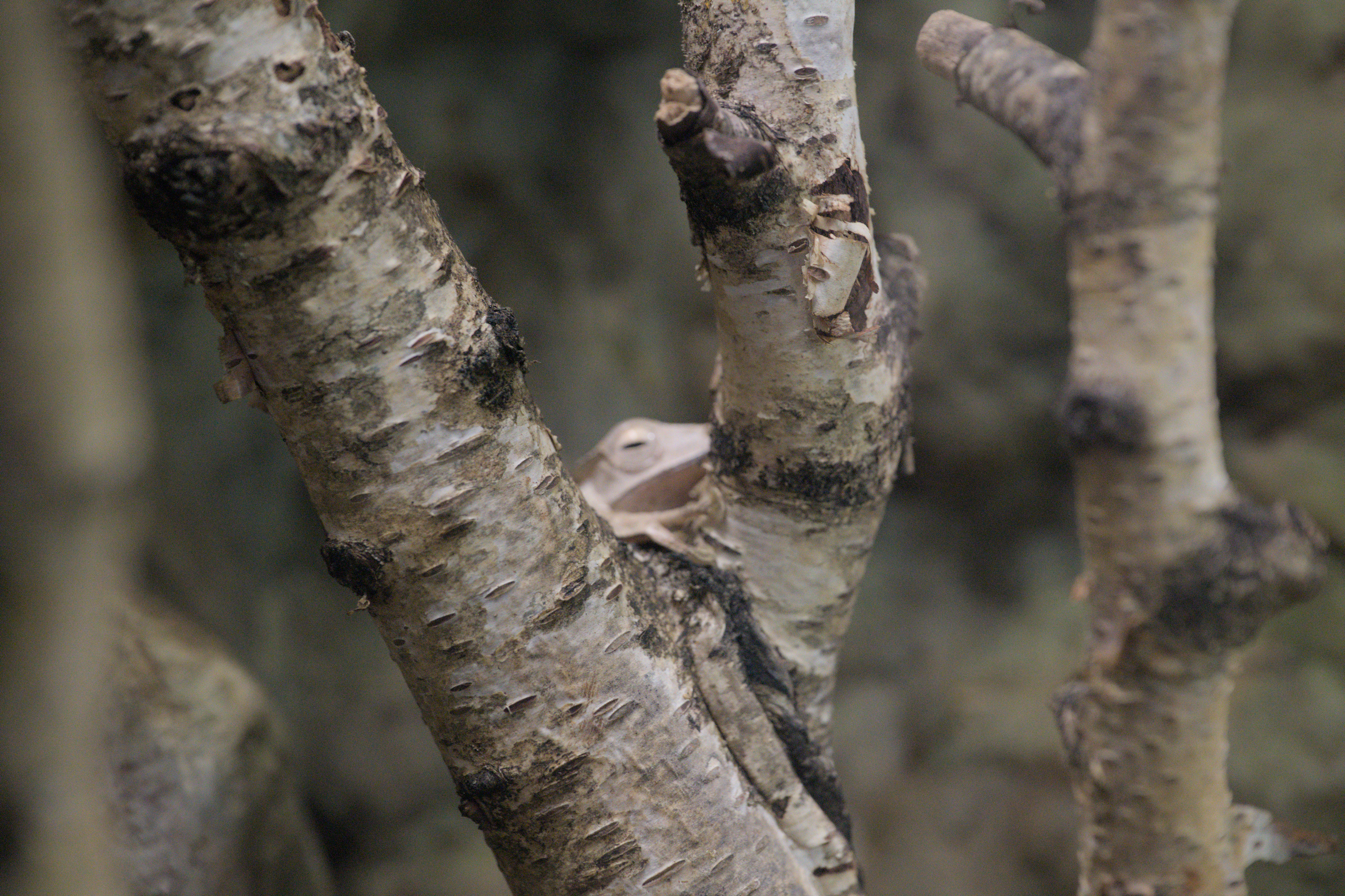 2025/10/12 - zoo/DSC_0170.jpg